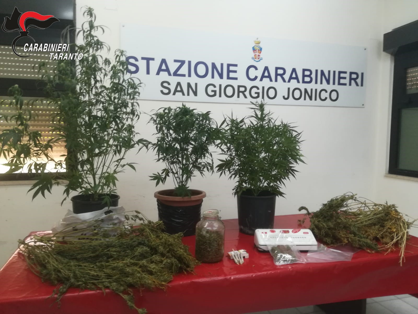 San Giorgio Jonico: produce droga in casa, arrestato dai carabinieri
